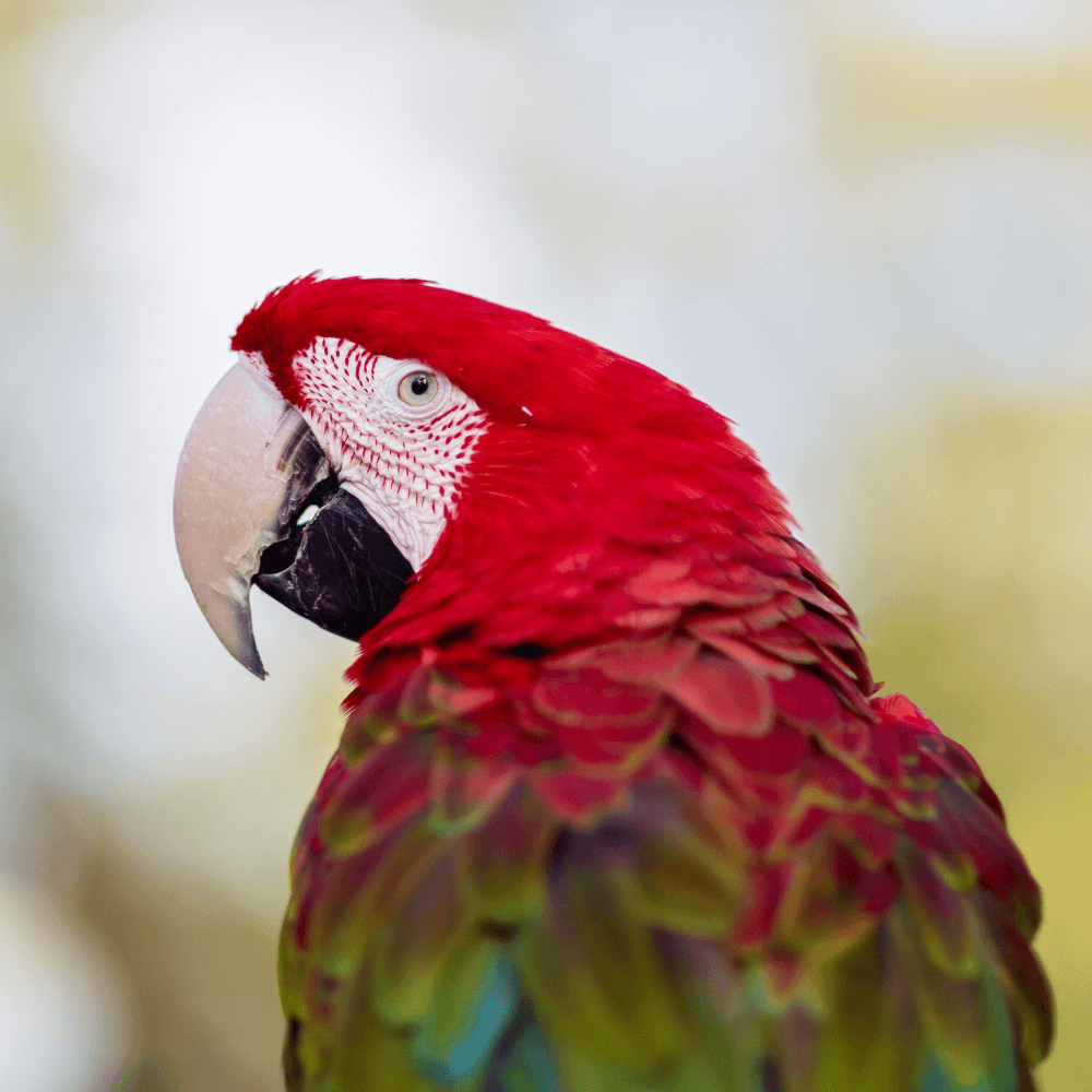 green wing macaw parrot