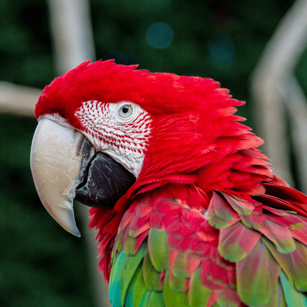 green wing macaw personality