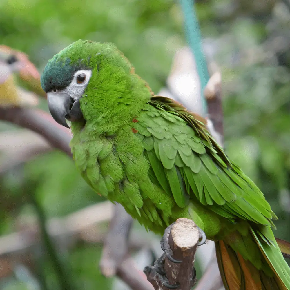 hahn's macaws