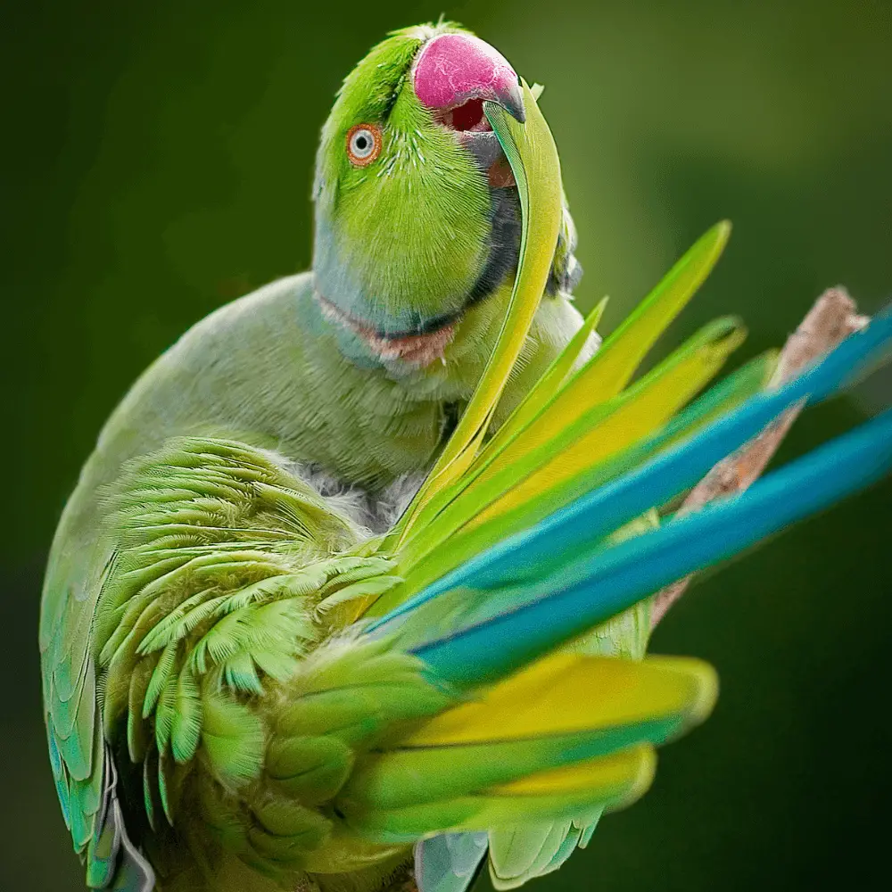 indian Ringneck parrot