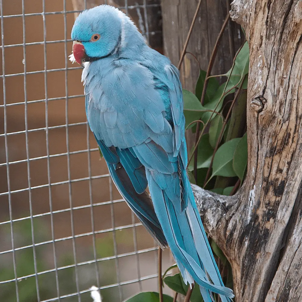 indian ringneck parrot blue