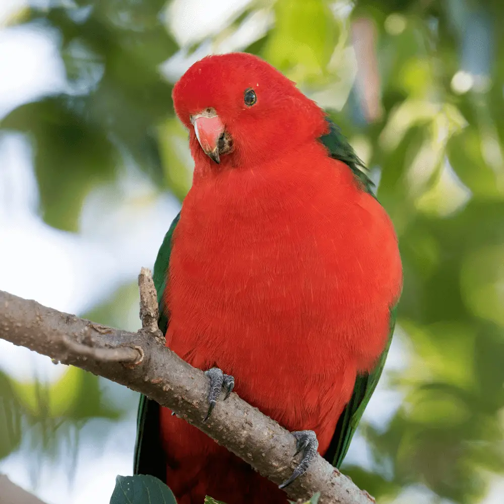 king parrot