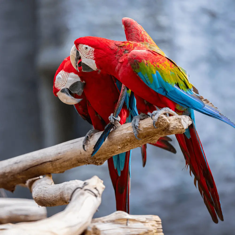 macaw green wing
