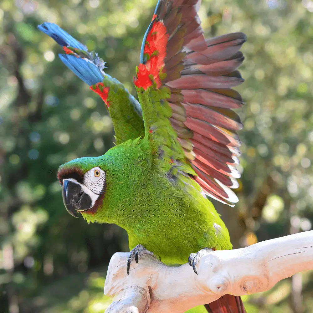 macaw severe