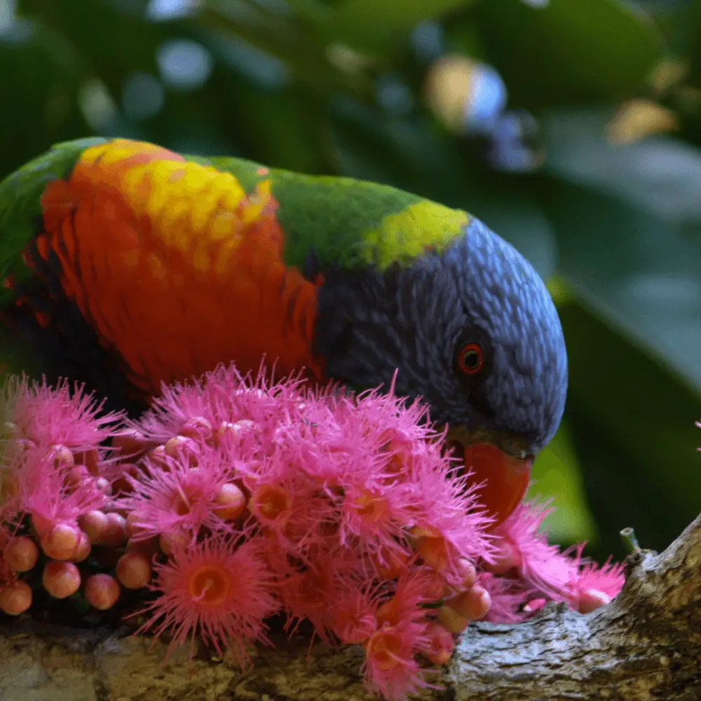 rainbow lorikeet diet