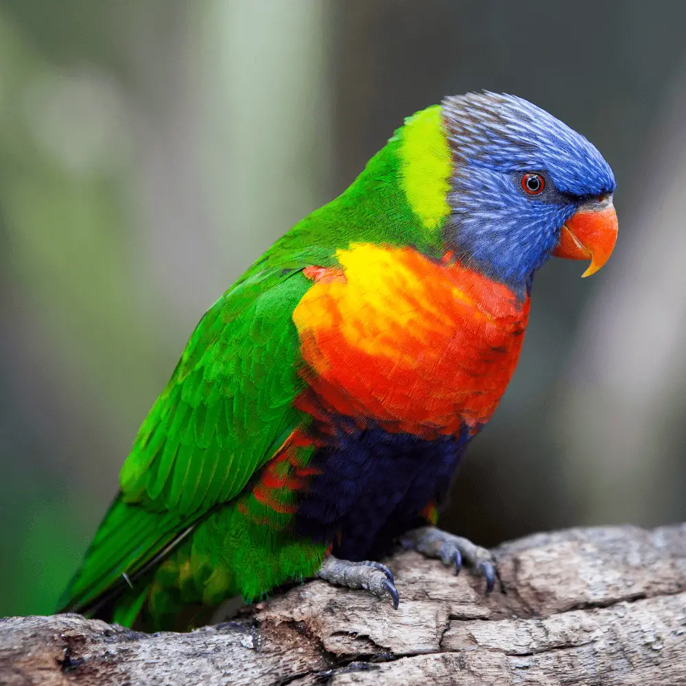 rainbow lorikeet lifespan