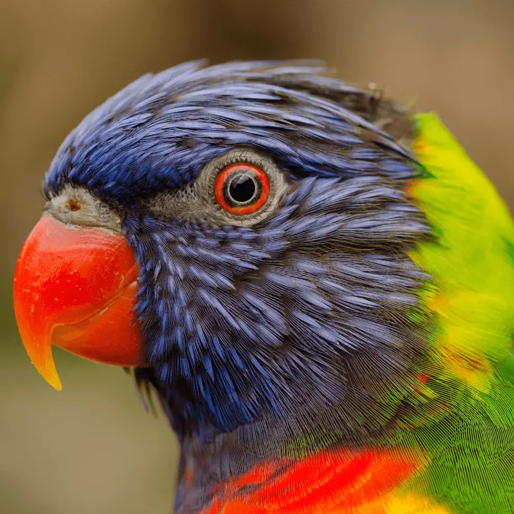 rainbow lorikeet pet