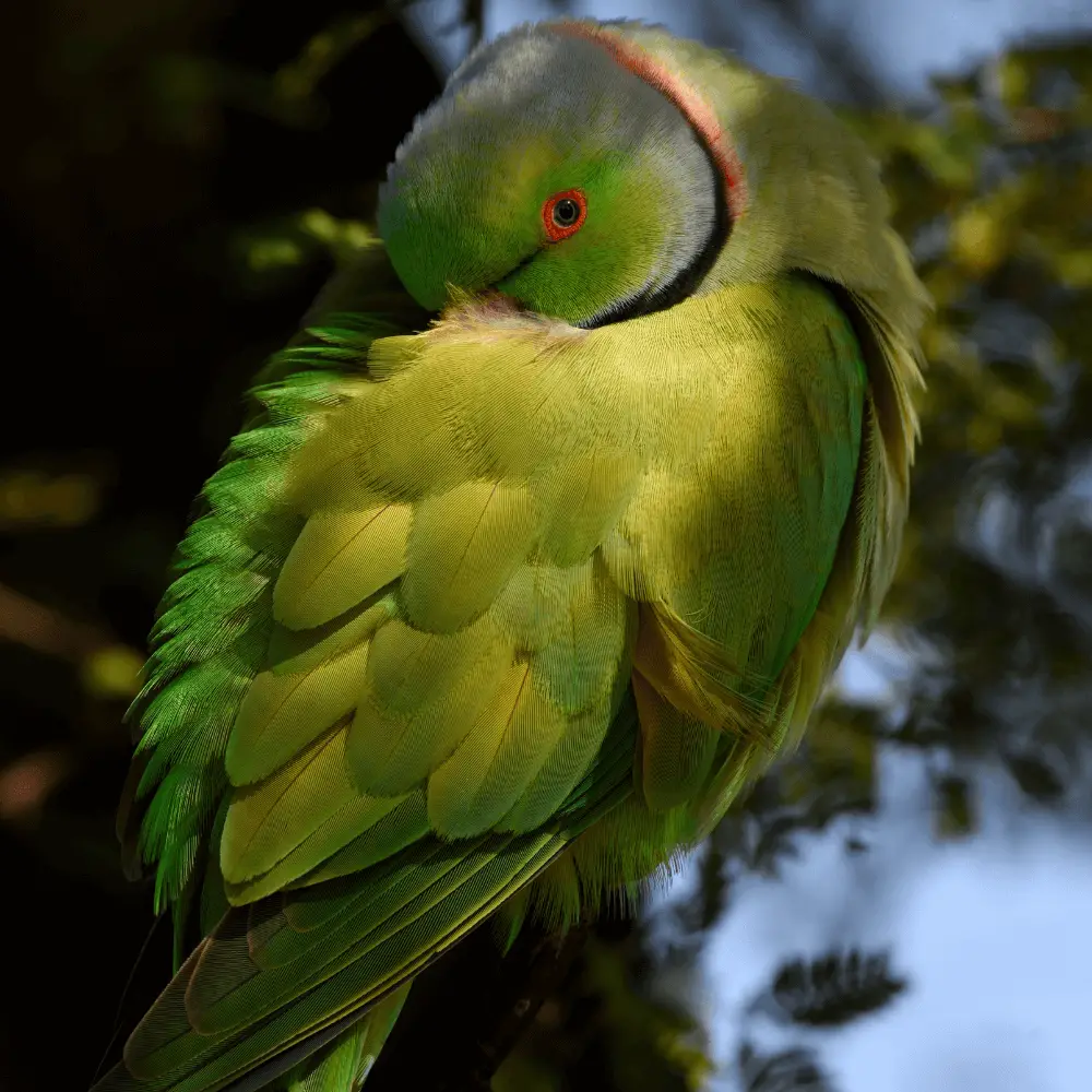 ring necked parakeets