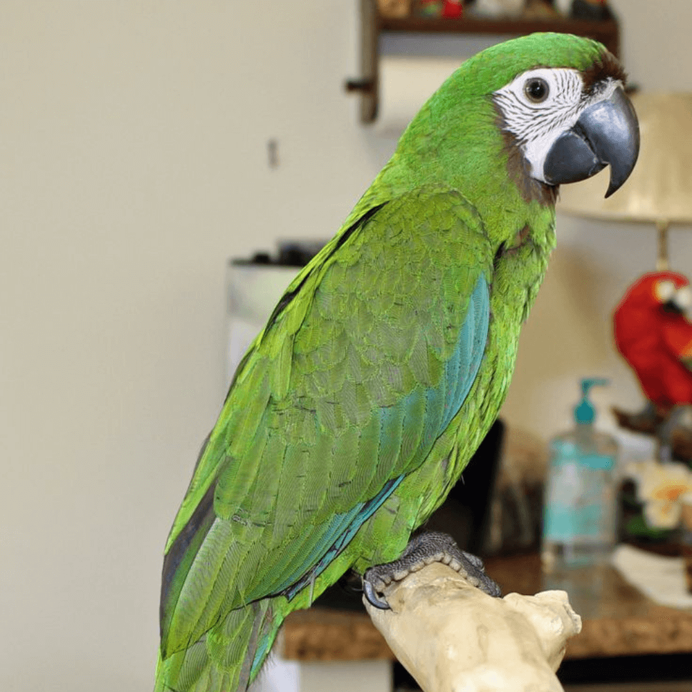 severe mini macaw