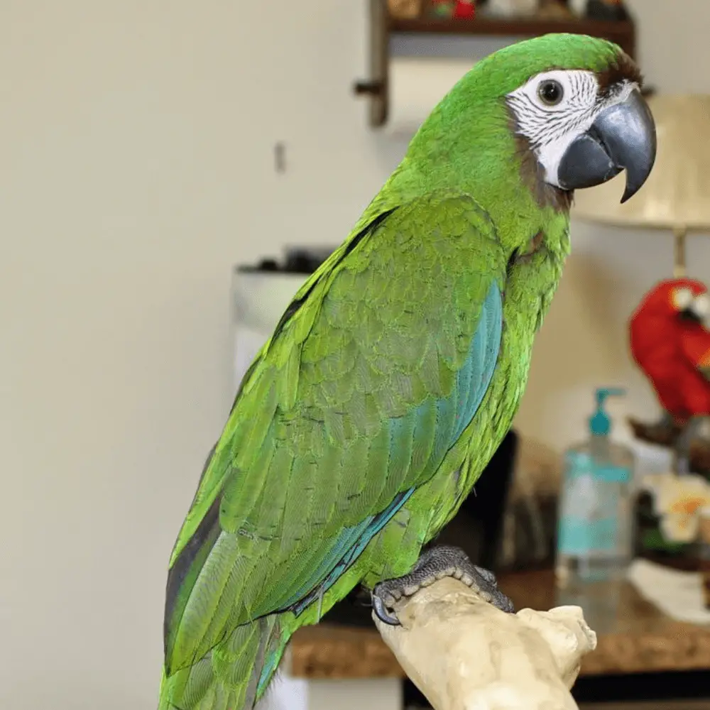 severe mini macaw