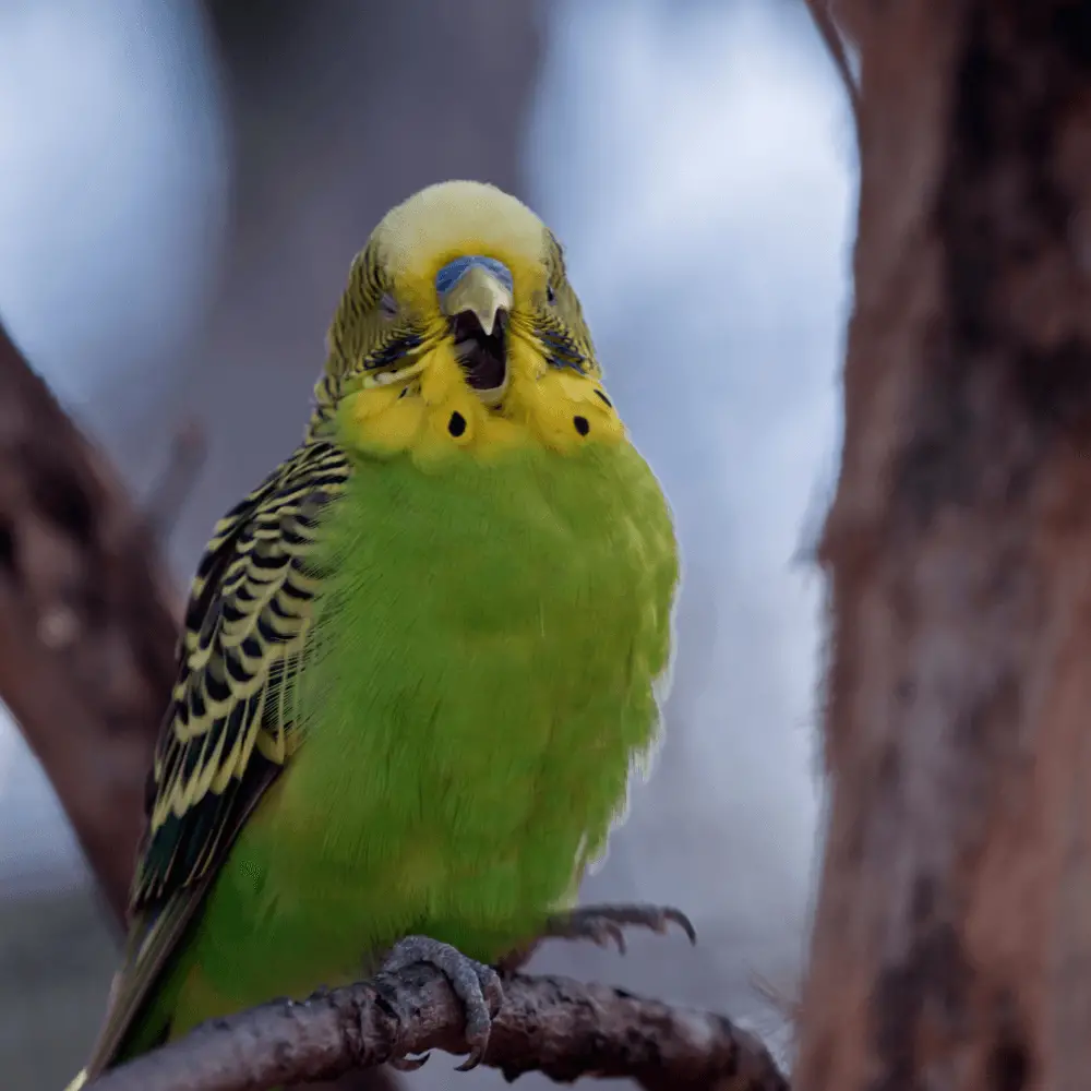 sounds for parakeets