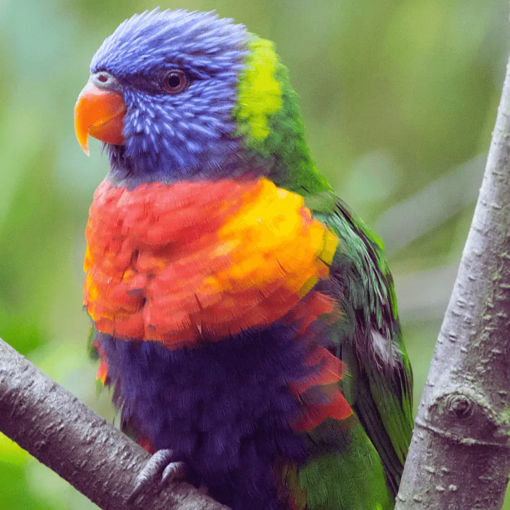 the rainbow lorikeet