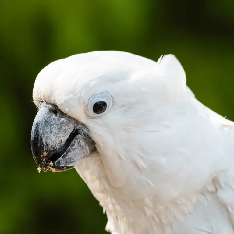 Umbrella cockatoo White cockatoo Habitat Personality Food and Care