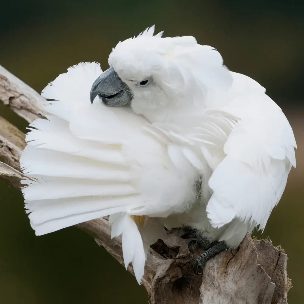 umbrella cockatoo pet