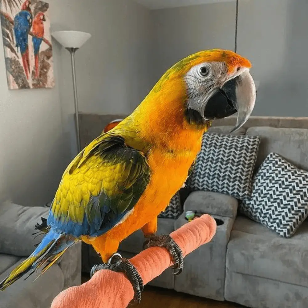 what is a catalina macaw