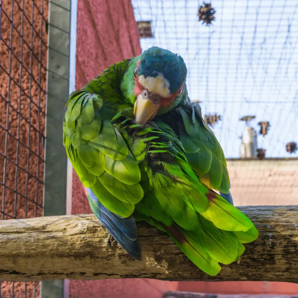 White Fronted Amazon Habitat Behavior Care Food And Training   White Fronted Amazon 