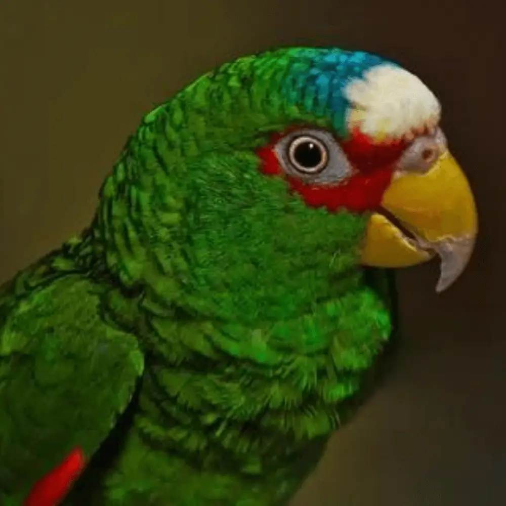 white headed amazon parrot