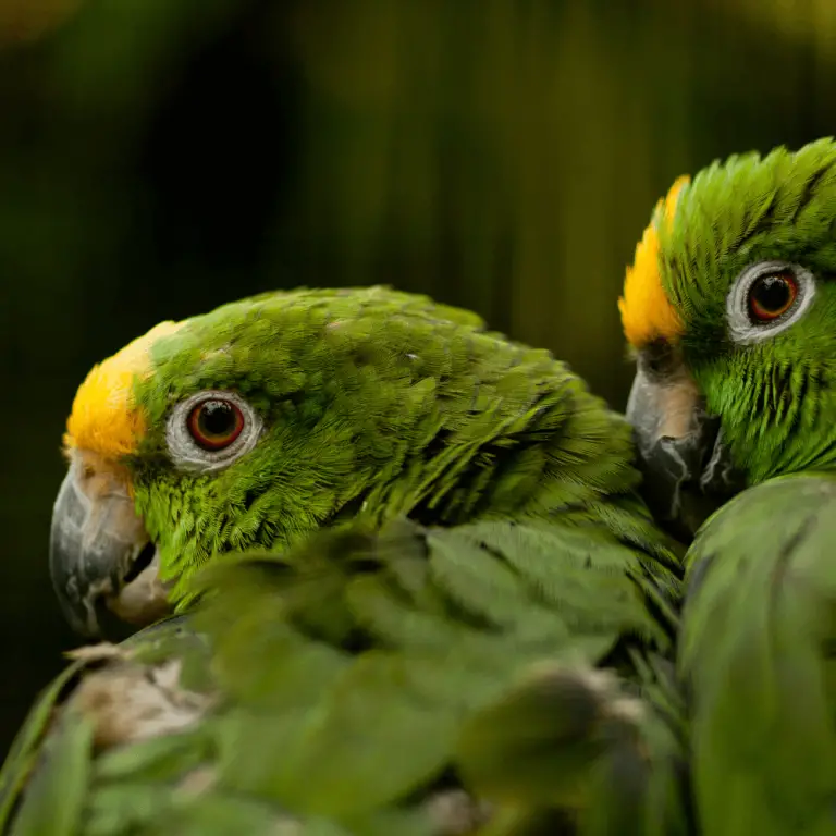 Yellowcrowned amazon Habitat Personality Lifespan Food and care