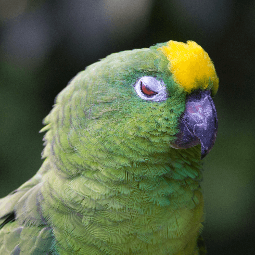 yellow crowned amazon as pets