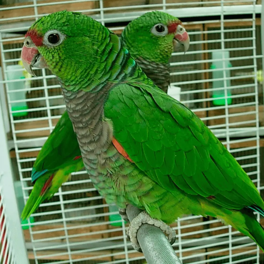 Amazona vinacea