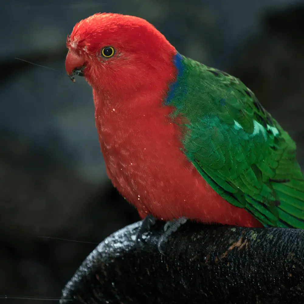 Australian king parrot