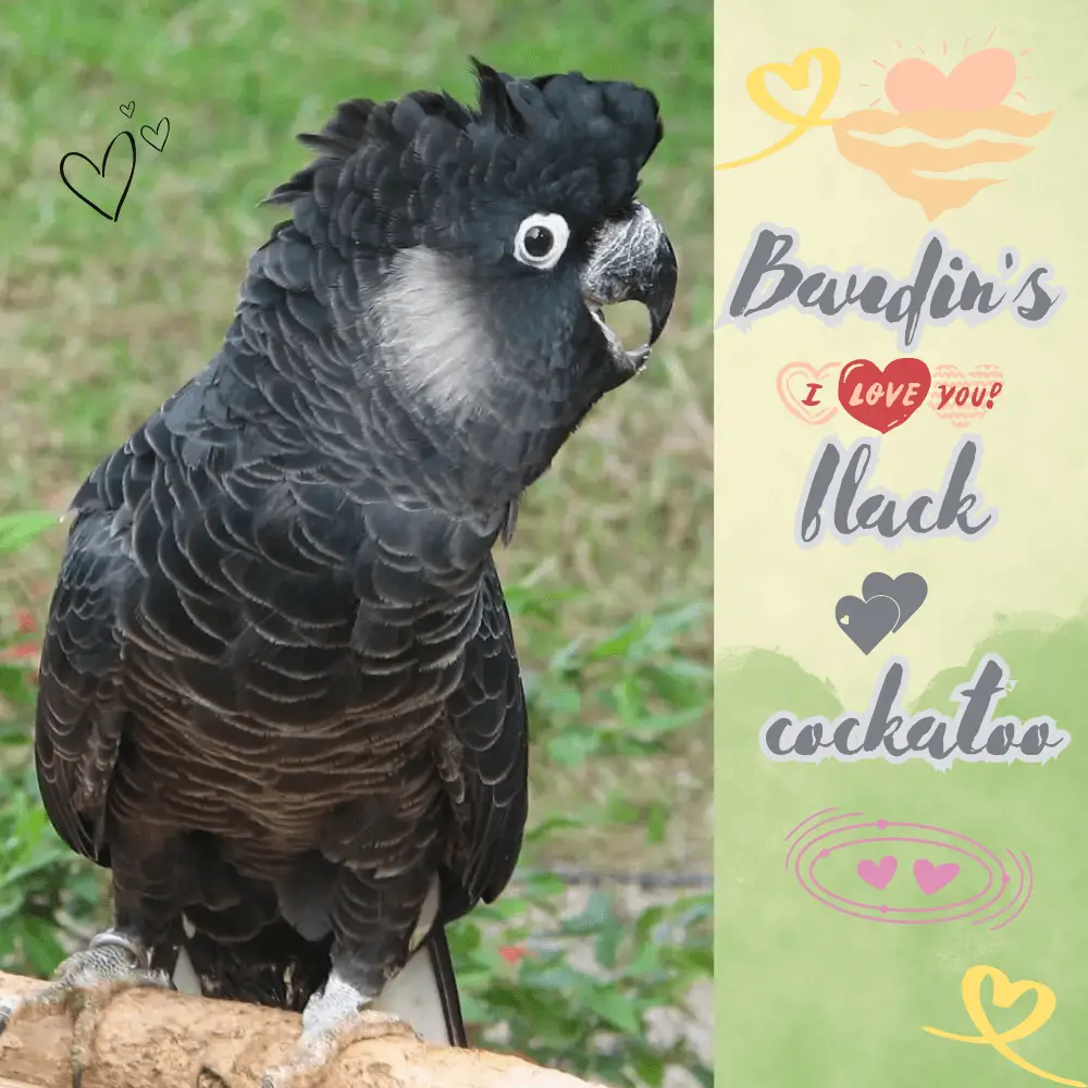 Baudin's black cockatoo
