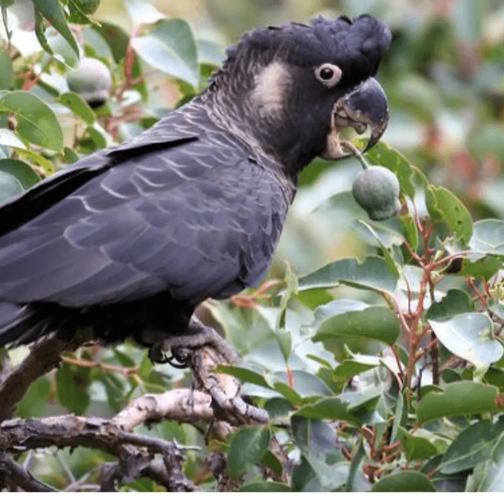 Baudin's black cockatoos