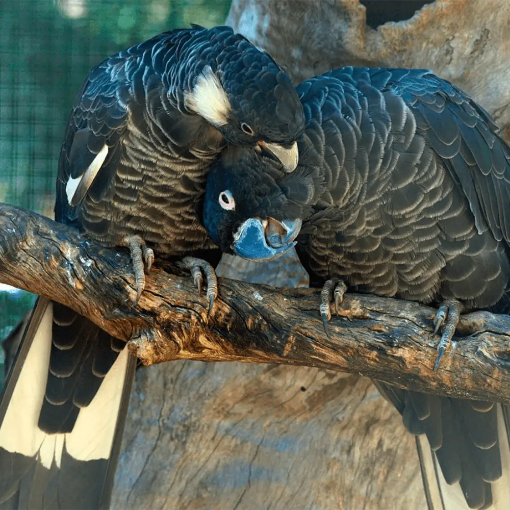 Baudin's cockatoo