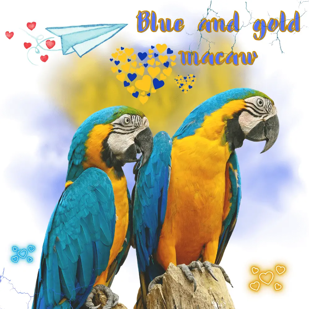 Blue and gold macaw