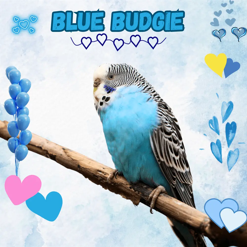 Blue budgie