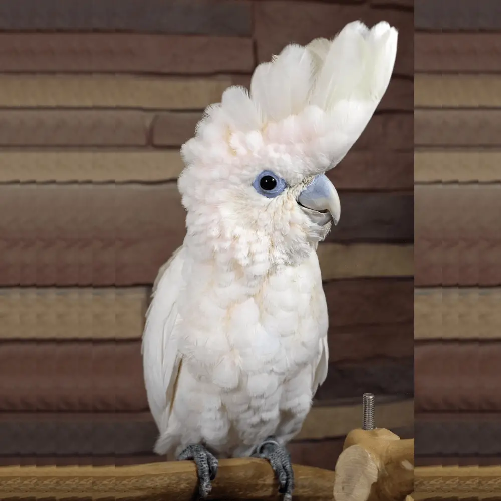 ducorps cockatoo as pets
