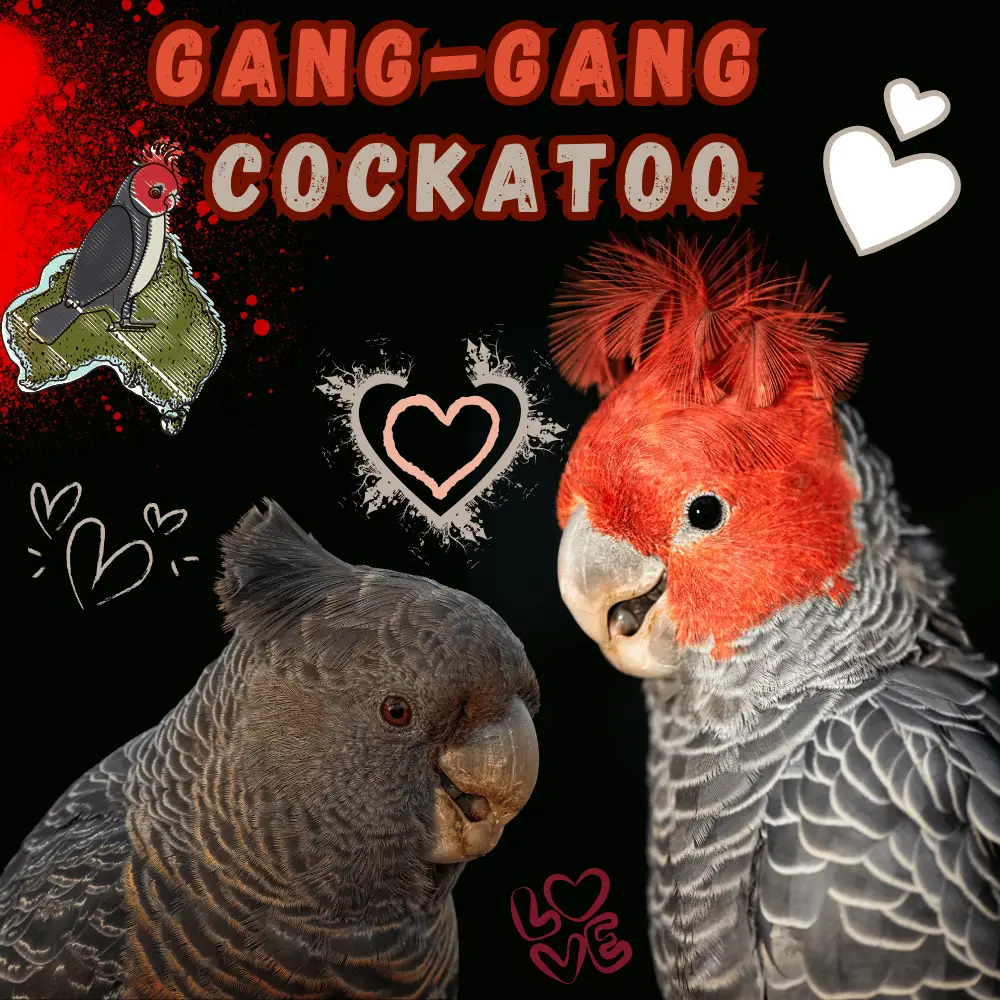Gang-gang cockatoo