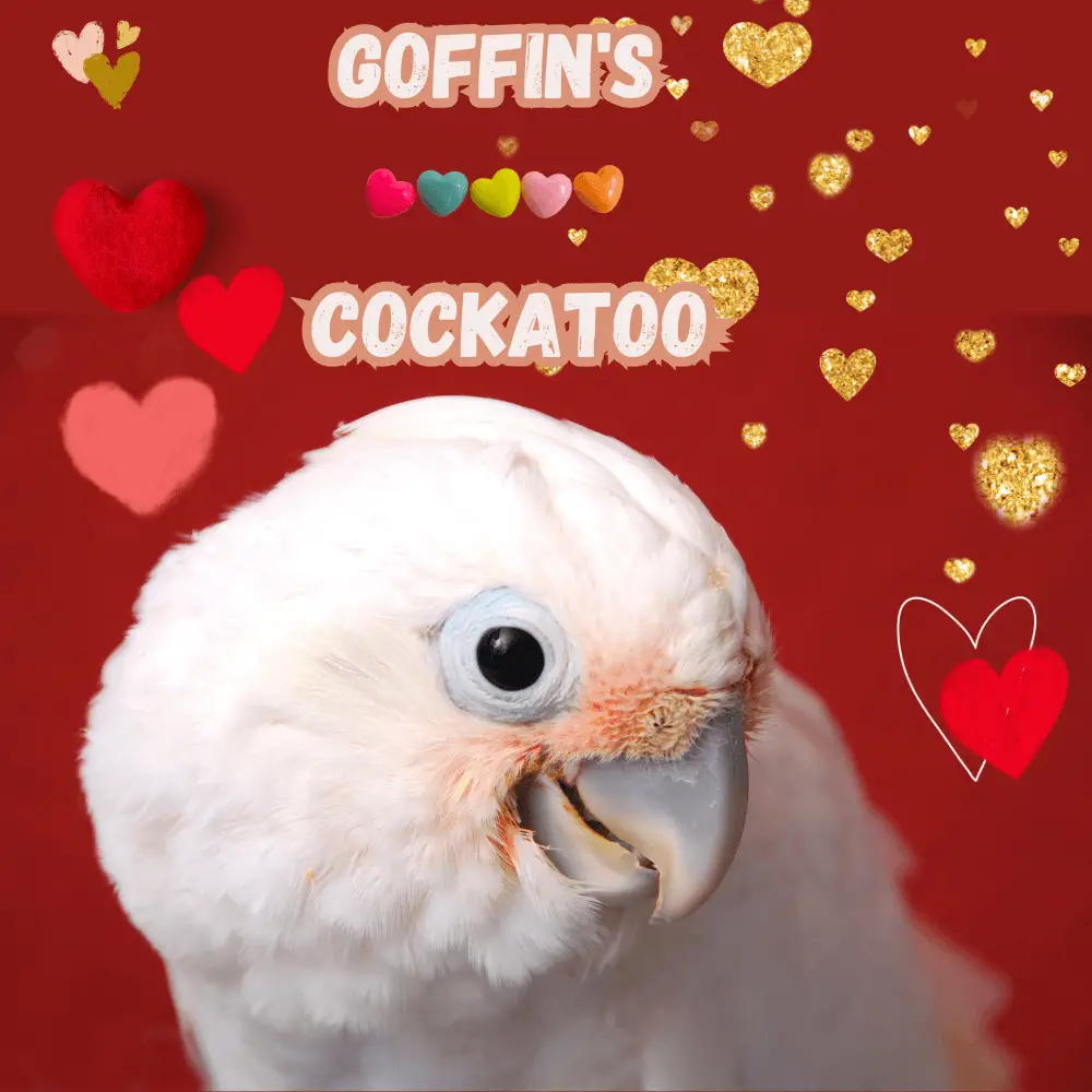 Goffin's Cockatoo
