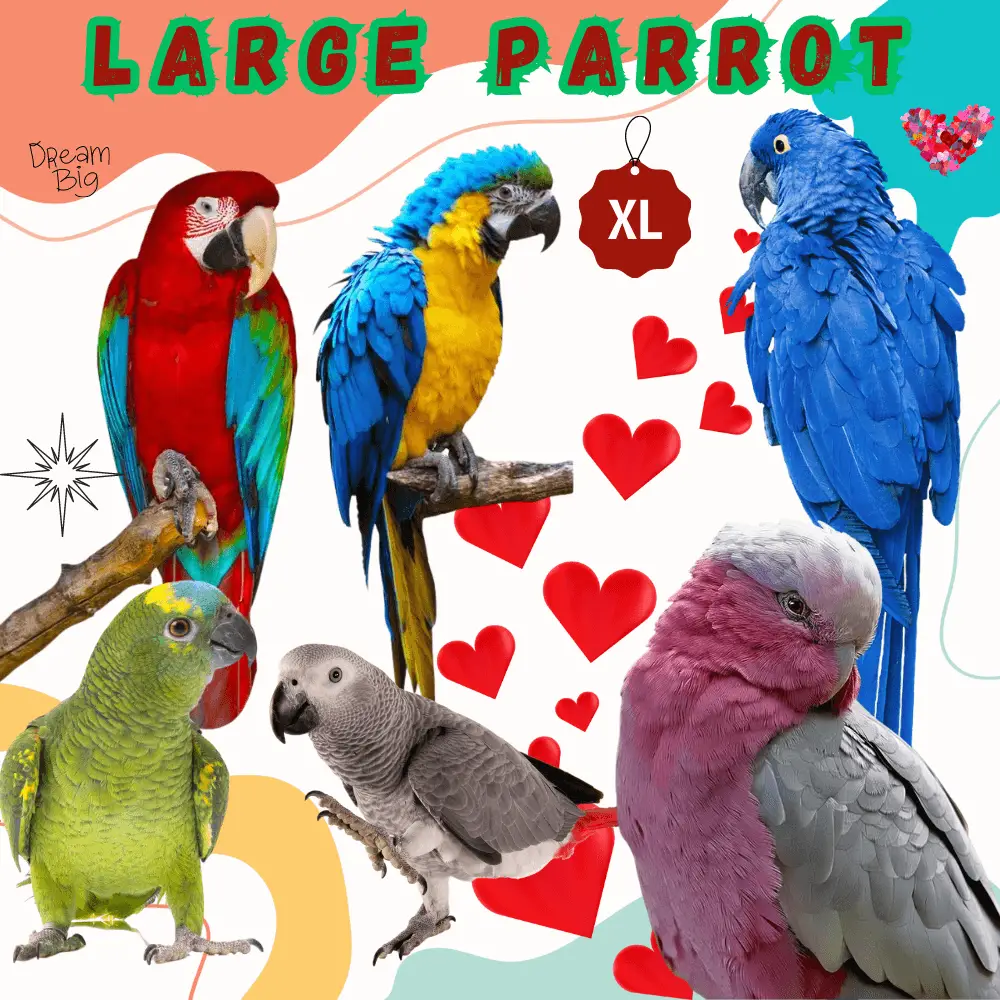 Large parrot