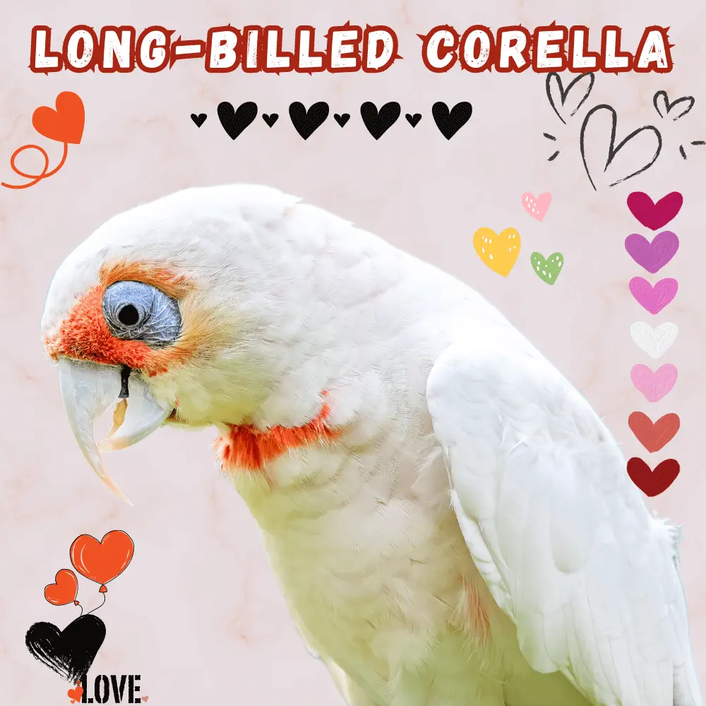 Long-billed corella