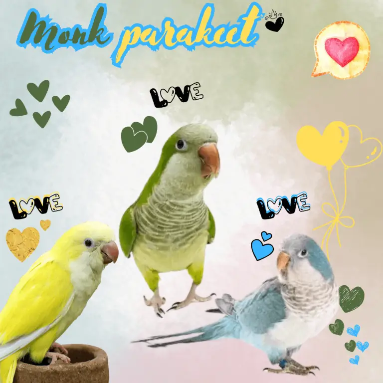 Monk Parakeet - Quaker Parrot Care Food Training Size And Lifespan