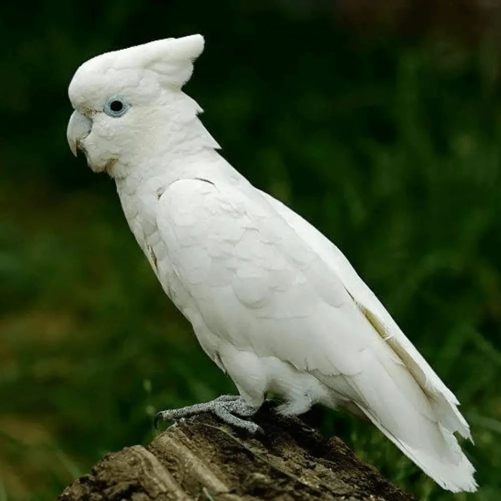 Solomons cockatoo