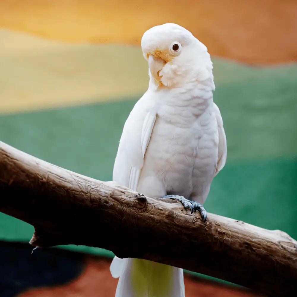 Tanimbar Cockatoo