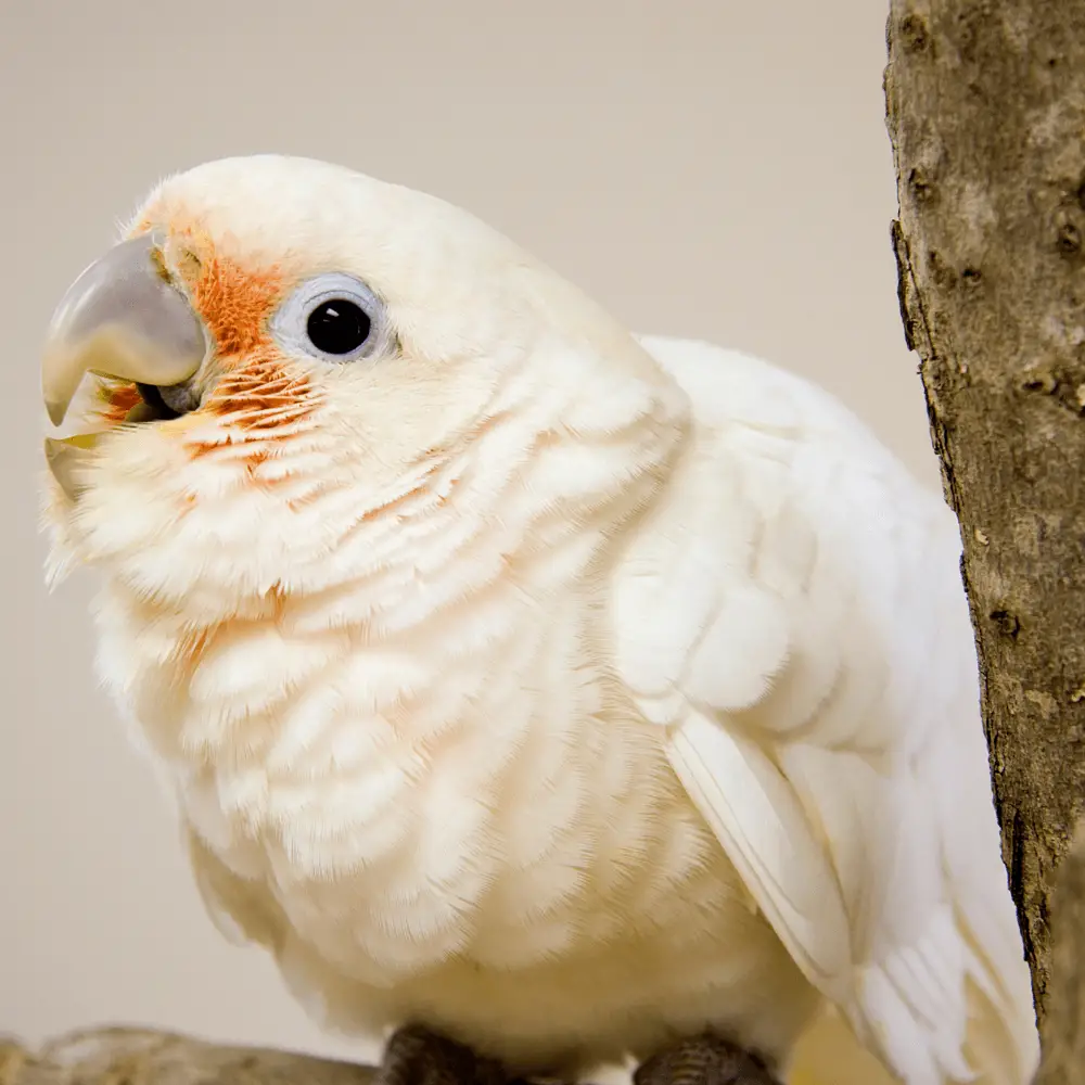 Tanimbar corella