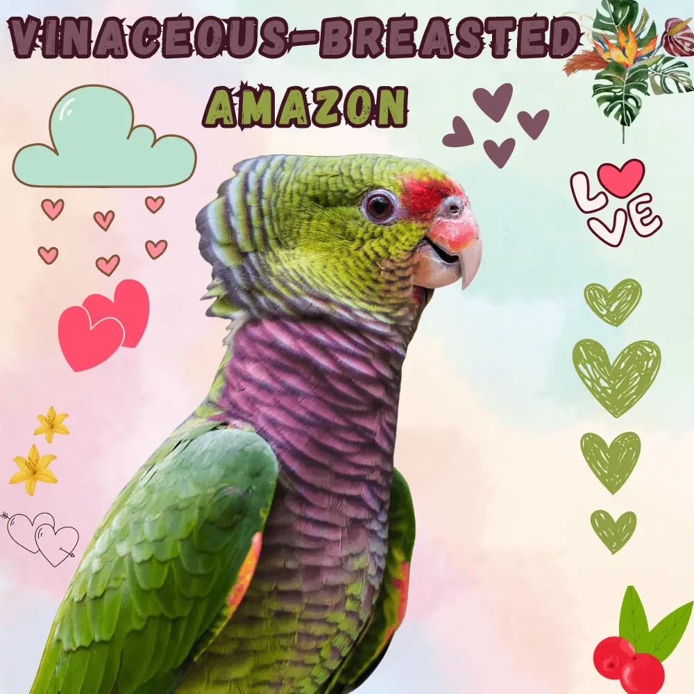 Vinaceous-breasted amazon