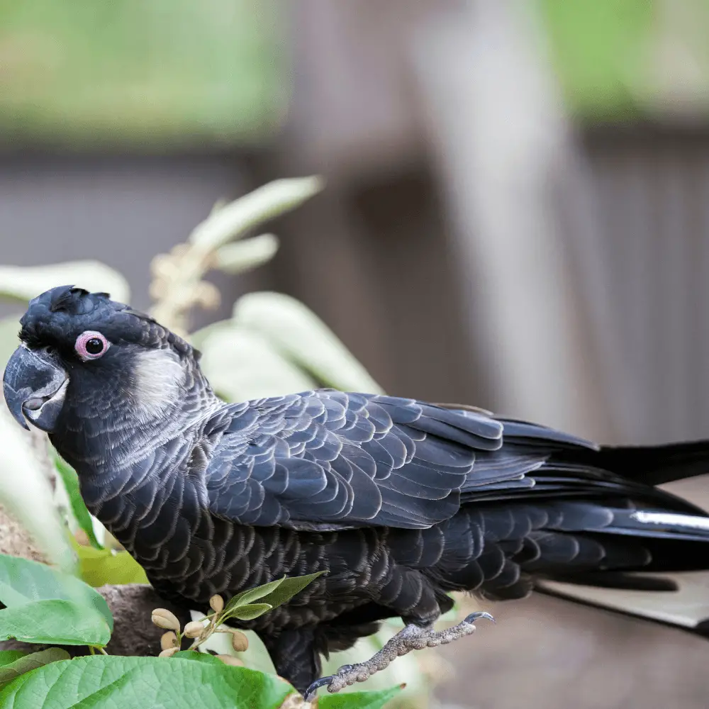 White-tailed Cockatoo