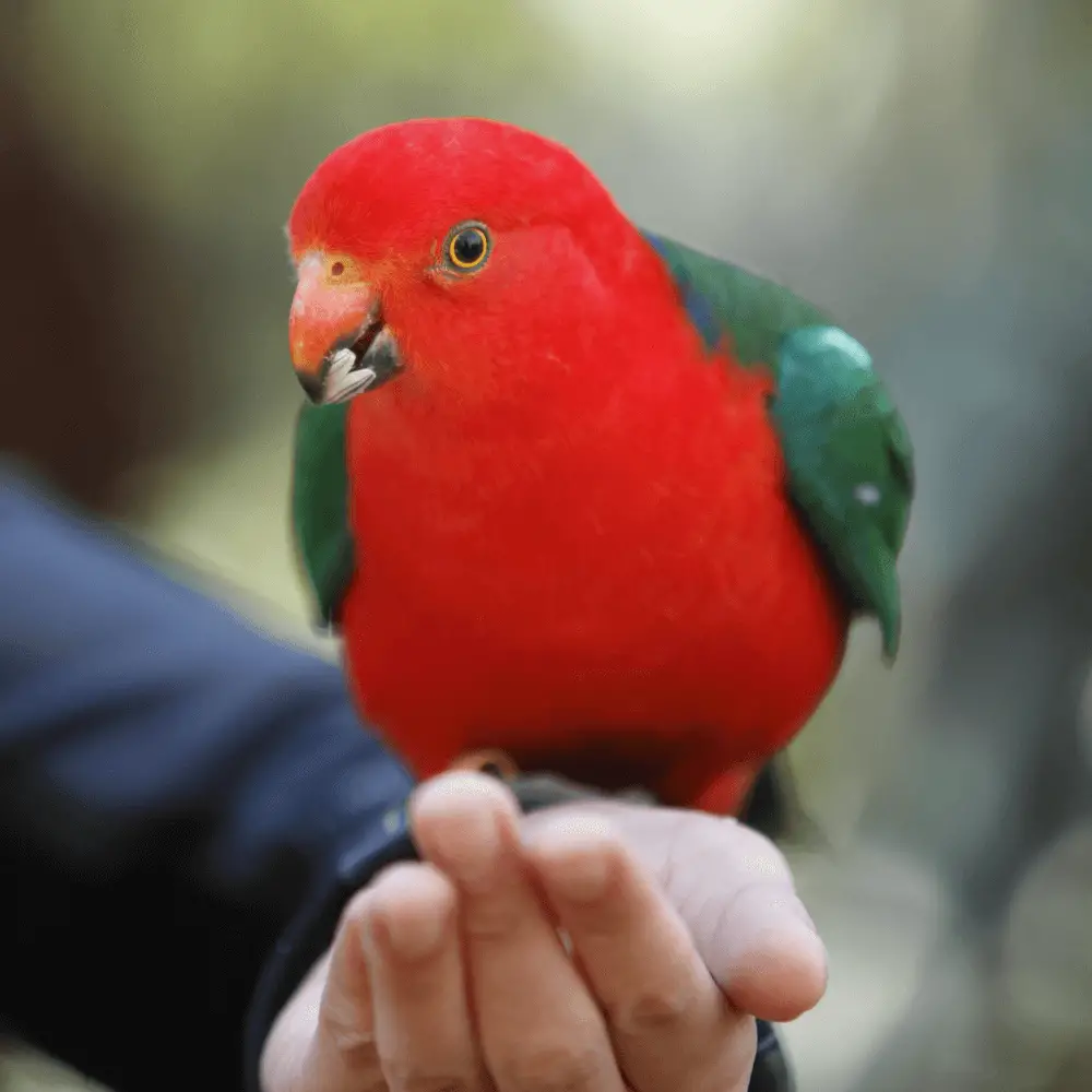 australian king parakeet