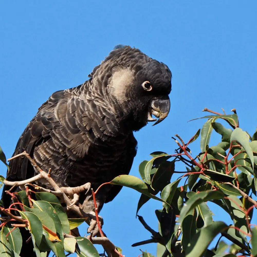 baudin's black cockatoo parrot