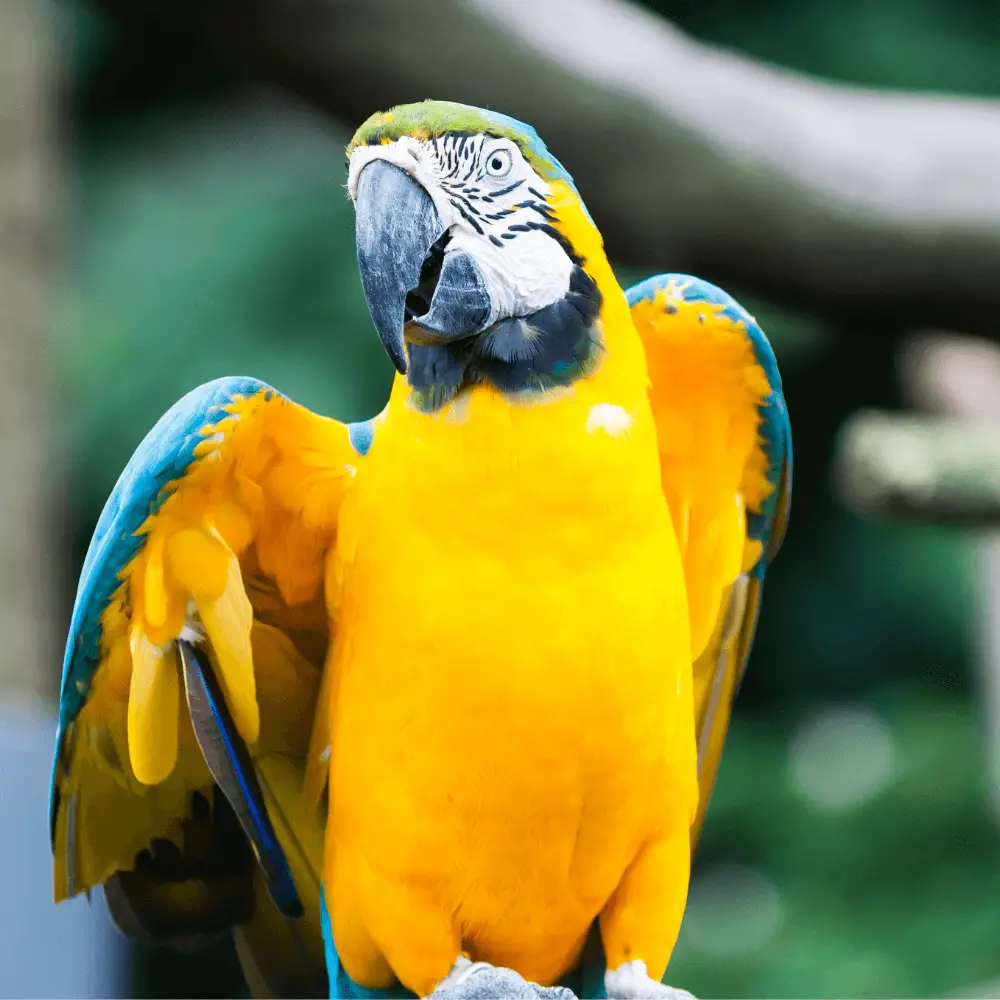 blue and gold macaw care