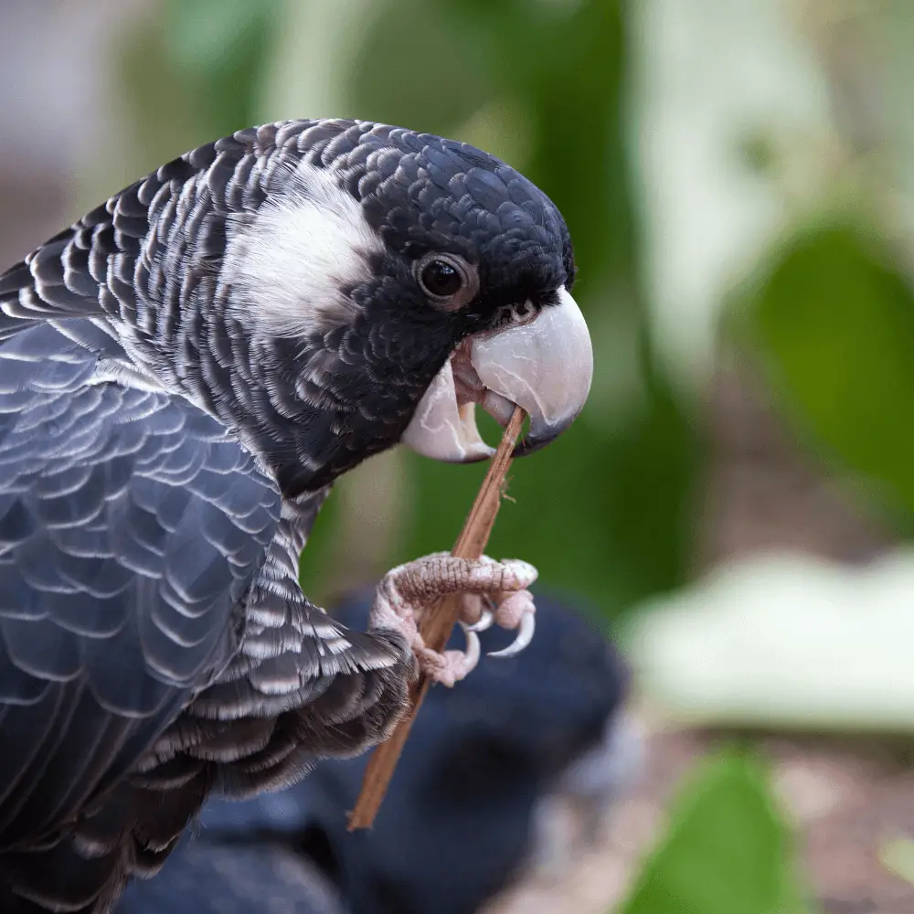 carnaby's black cockatoo diet