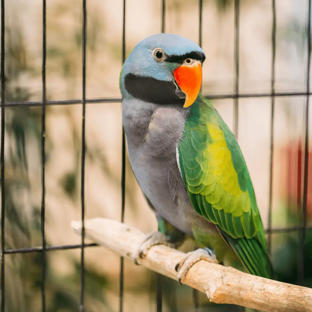 derbyan parakeet breeders