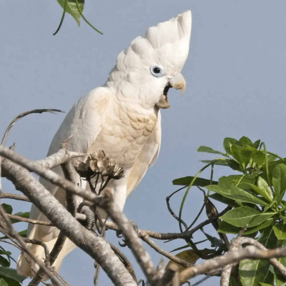Ducorps cockatoo parrot