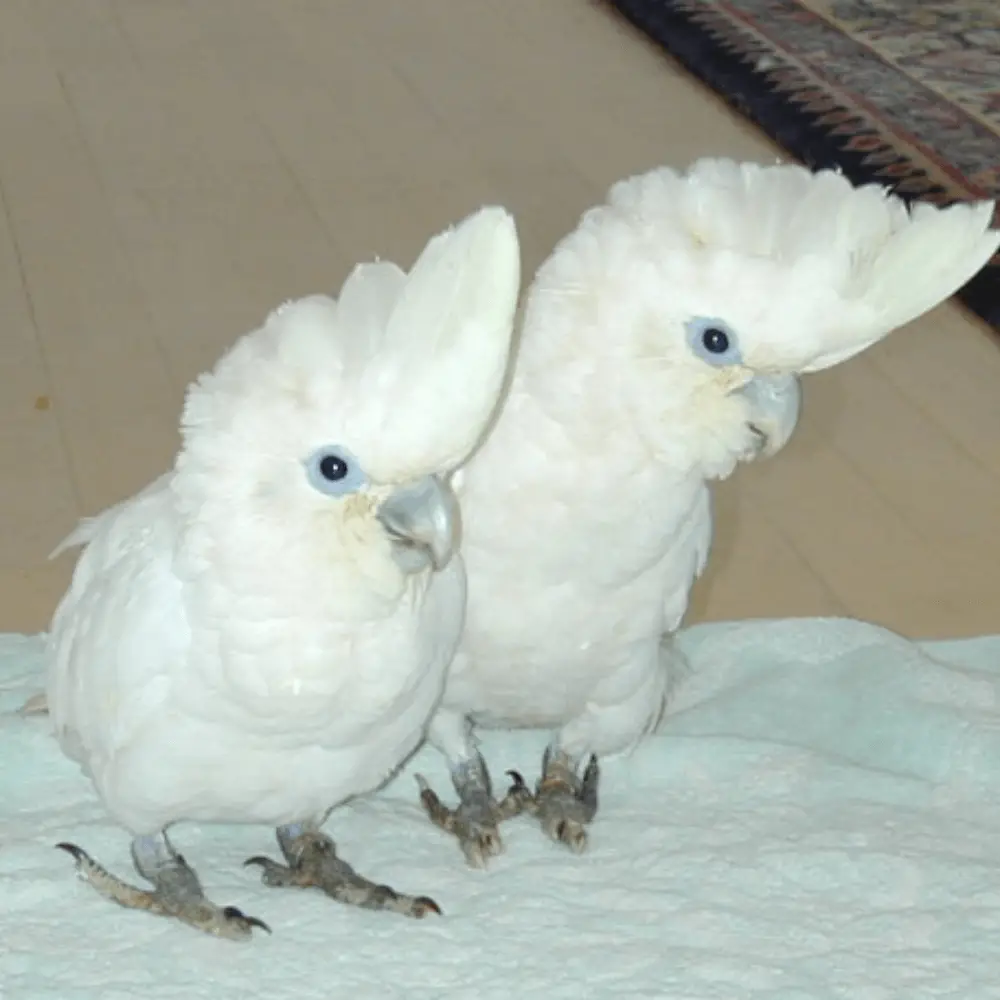 ducorps's cockatoo