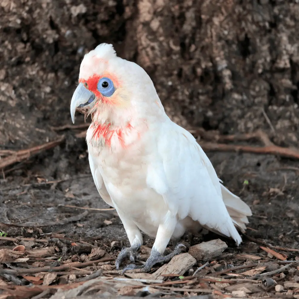 eastern long billed corella