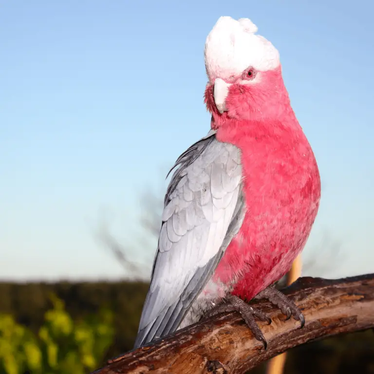 Galah Rosebreasted cockatoo Care Food Breeding and training